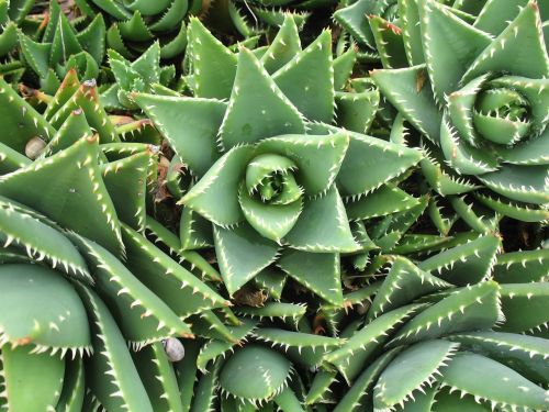 plant green agave