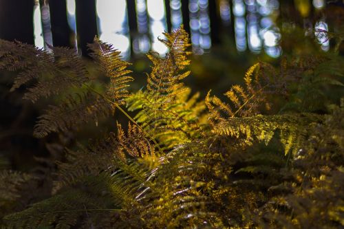 plant forest nature