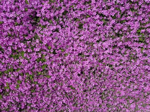 plant stone garden violet