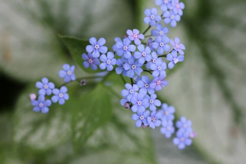 plant flower blossom