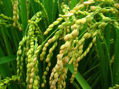 plant rice rice and corn
