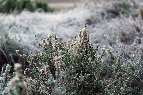 plant nature outdoor