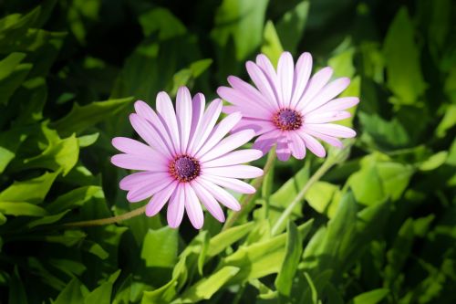 plant flower pink