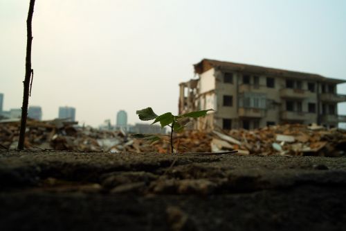 plant leaf building