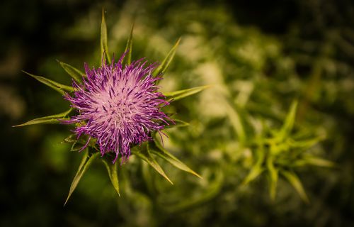 plant thistle flower