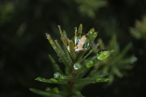 plant water droplet
