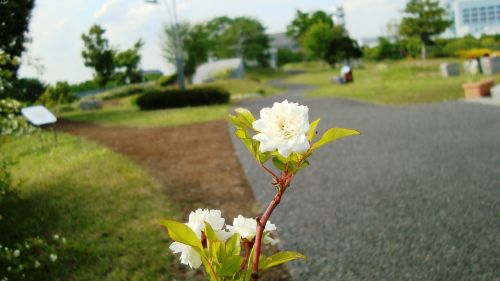 plant flower park