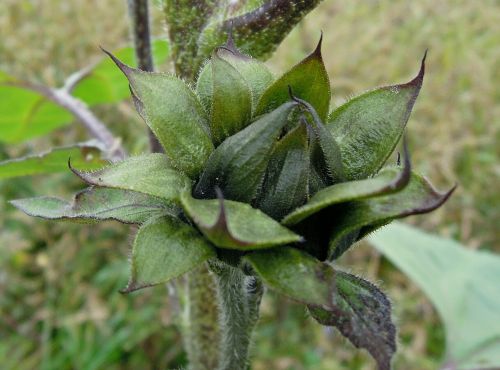 plant bud green