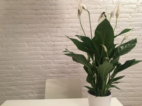 plant peace lily inside
