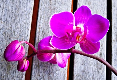 plant orchid phalaenopsis