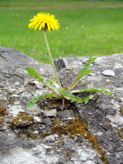 plant flower dandelion