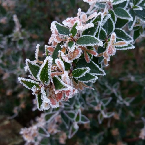 plant frost green