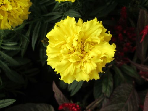 plant chrysanthemum yellow