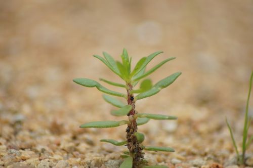 plant growing seedling