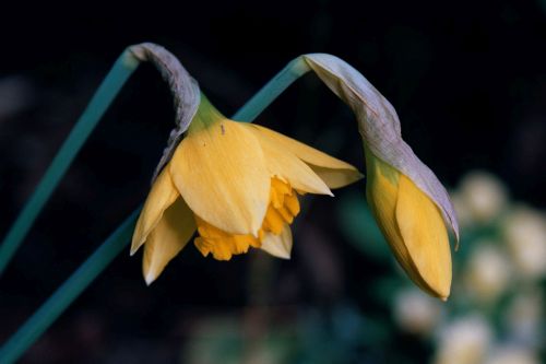 plant daffodil flower