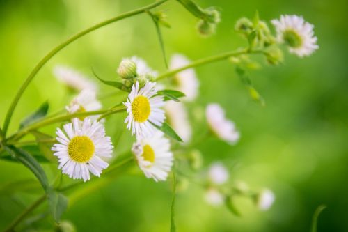 plant flower macro