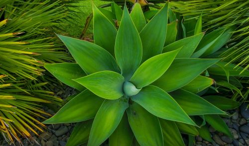 plant green star