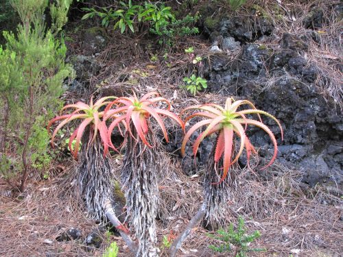 plant nature flower