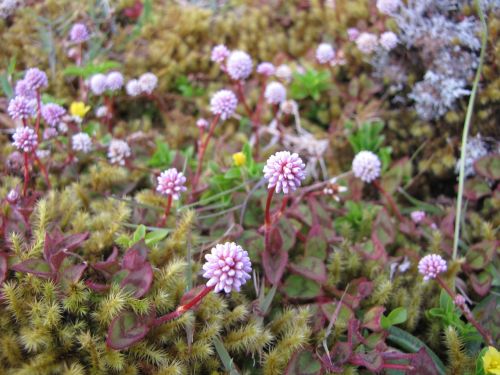 plant nature flower