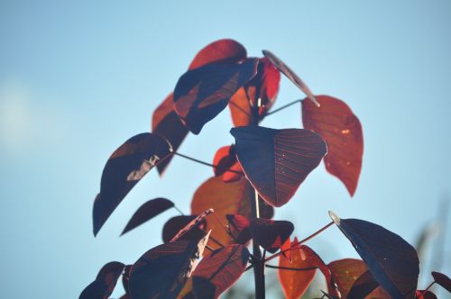 plant foliage garden