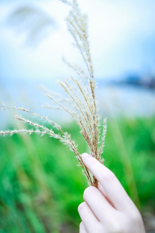 plant nature hand