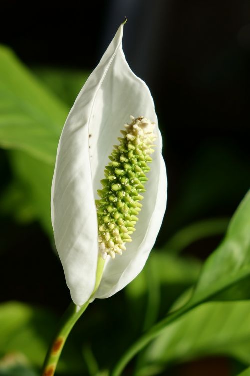 plant blossom bloom