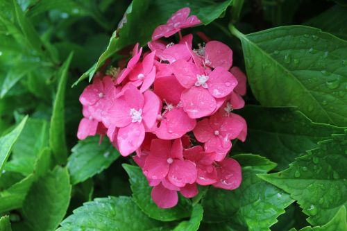 plant garden flower