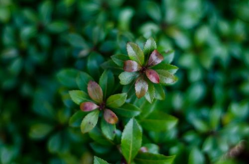 plant macro spring