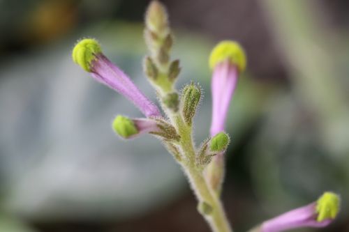 plant purple blossom