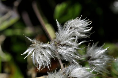 plant filigree nature