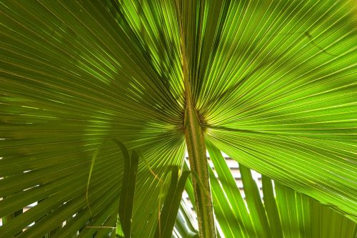 plant leaf floral