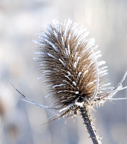 plant winter frost