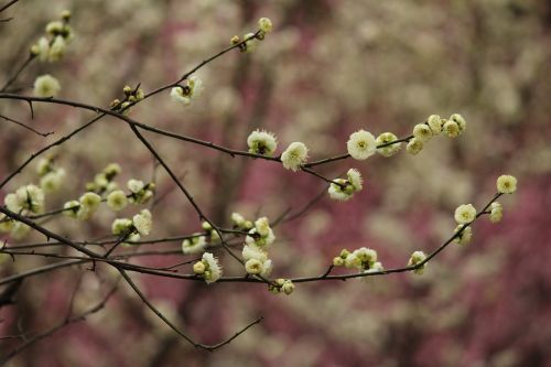 plant plum blossom green calyx