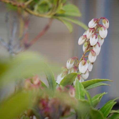 plant flower nature