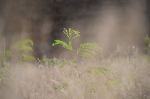 plant green outdoor