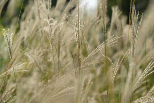 plant outdoor background