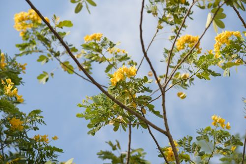 plant outdoor flower