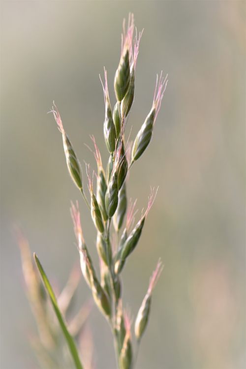 plant nature meadow