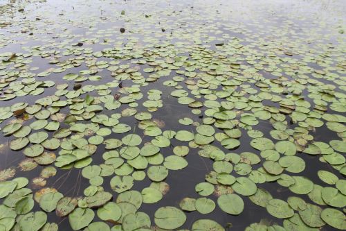 plant amazon lake