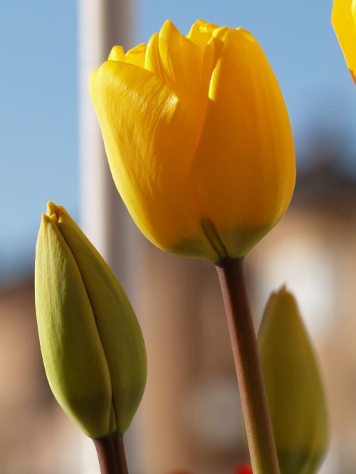 plant yellow flower