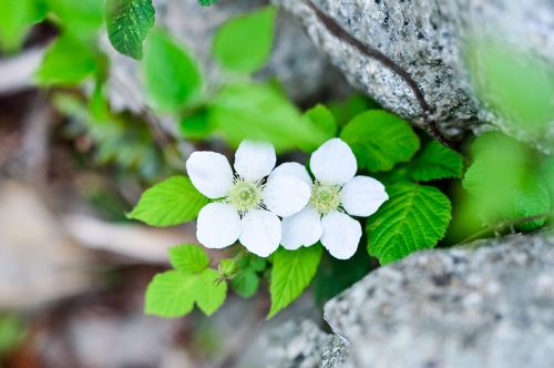 plant flowers spring