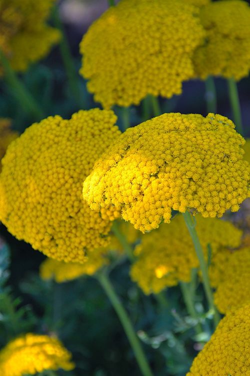 plant yellow flower