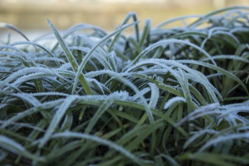 plant frost grass