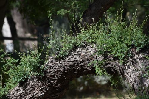 plant tree growth bark