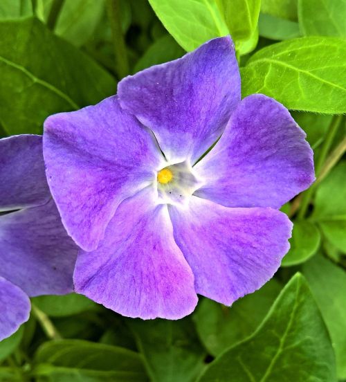 plant periwinkle vinca