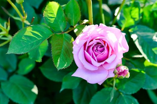 plant natural rose