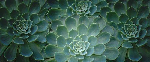 plant cactus close-up