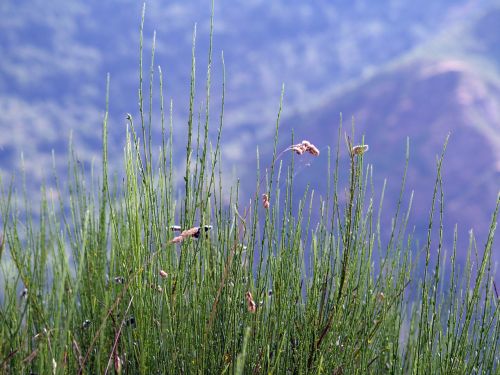 plant landscape nature