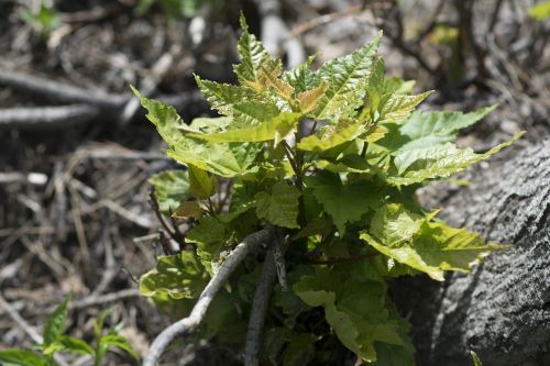 plant trees sapling