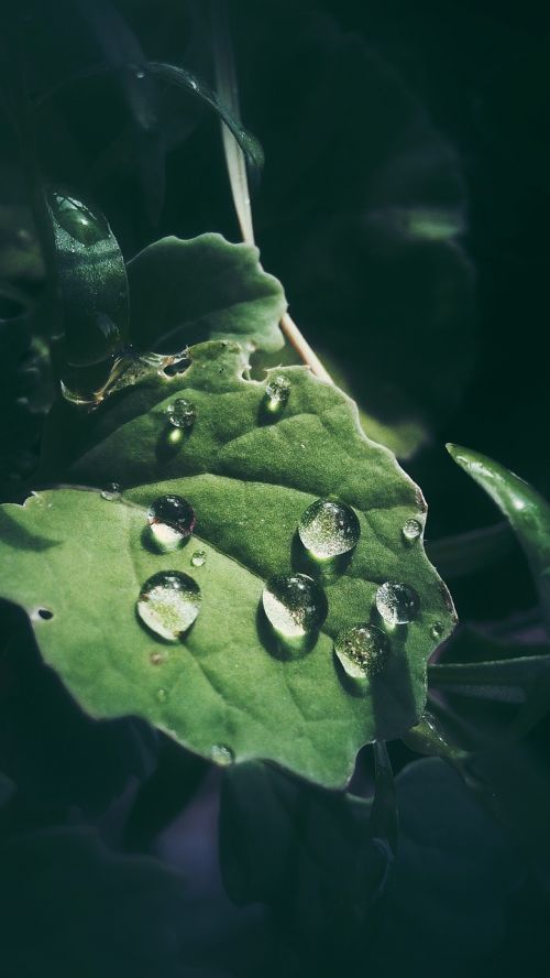 plant drops green